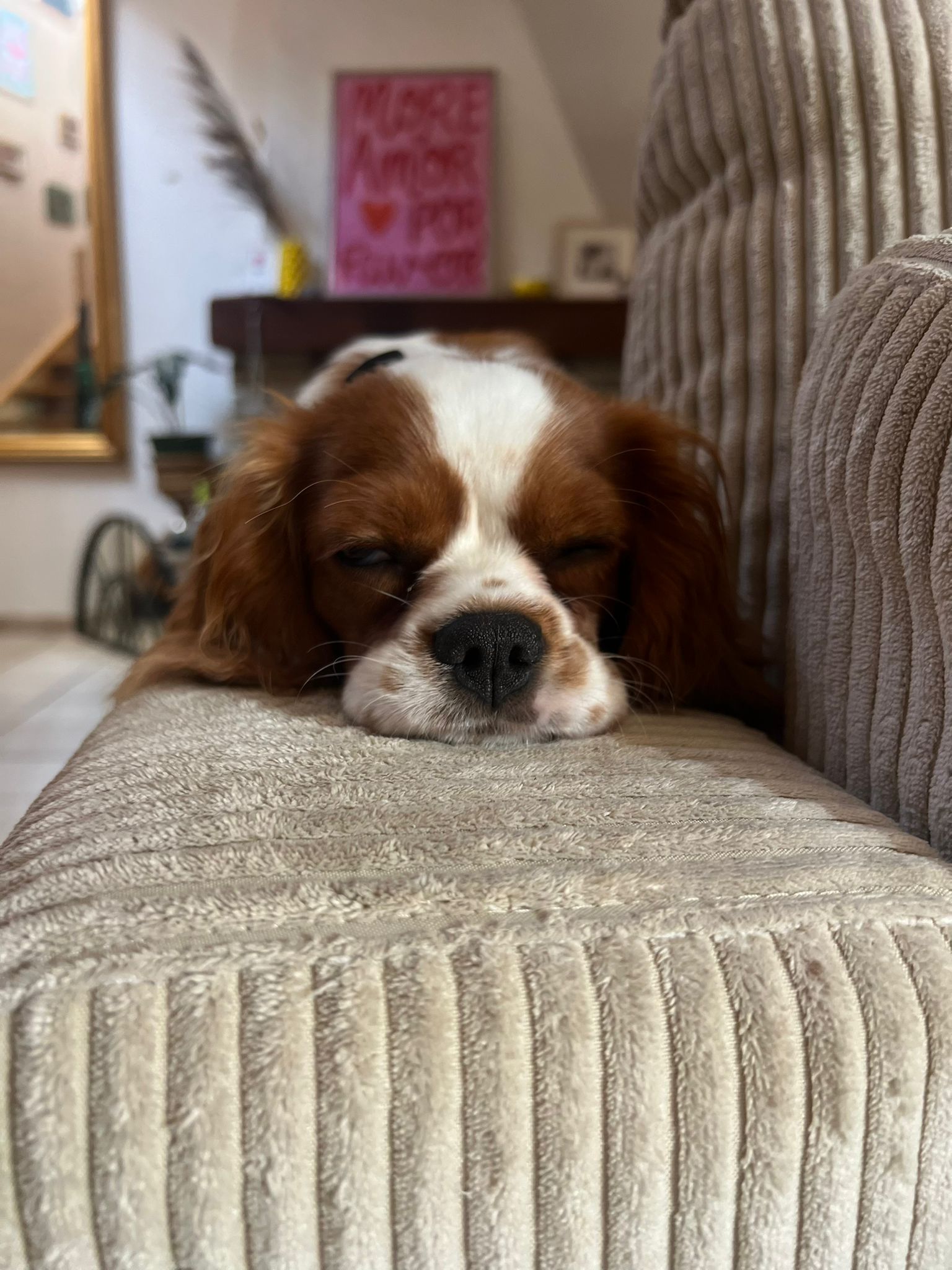 Zitoune, la chienne cavalier king charles de la team Ciao Bella, sur le canapé