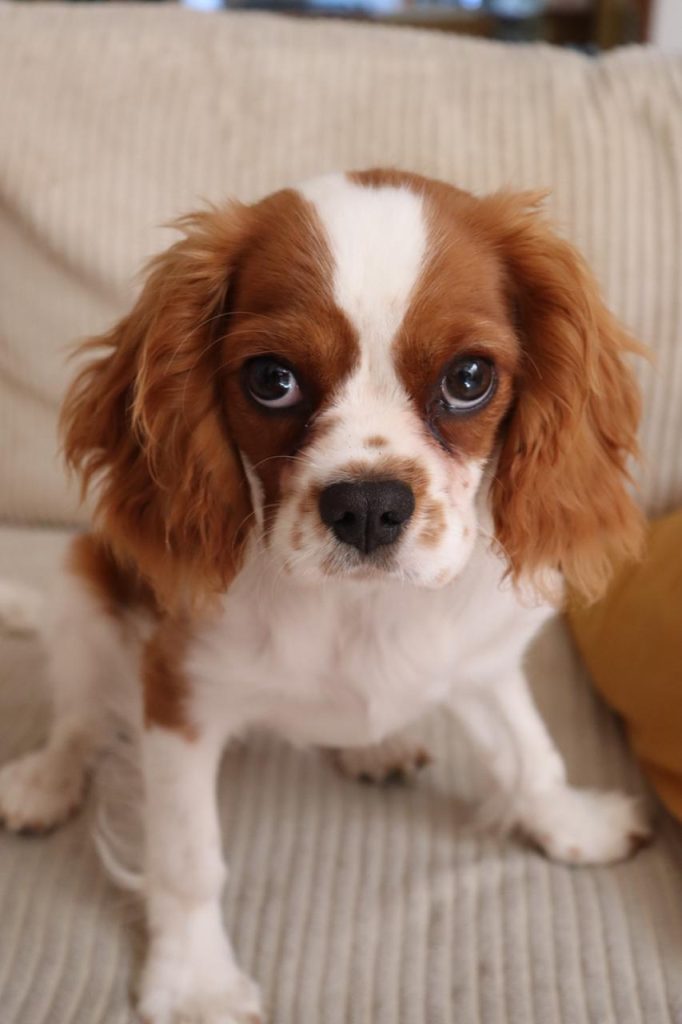 Zitoune, la mascotte de la team Ciao Bella